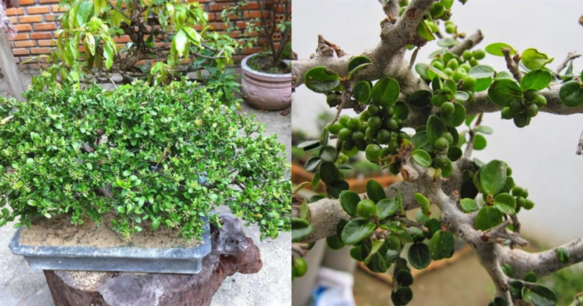 Cây Sầm Đá Bonsai - Vẻ đẹp và Ý nghĩa trong nghệ thuật trồng bonsai